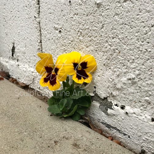 Matt Skulski - Photographer