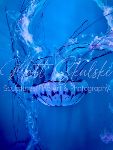 Ocean Photo of A Jelly Fish. Matt Skulski - Photographer