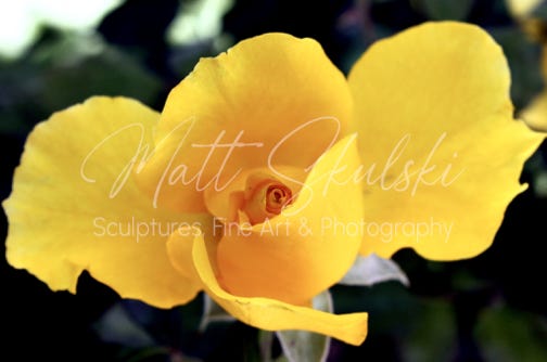 Yellow Rose. Matt Skulski - Photographer